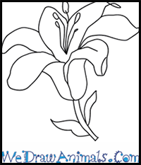 How to Draw a Lily Flower in 4 Easy Steps