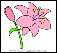 How to Draw a Colored Lily Easy Step by Step for Kids