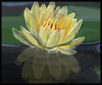 How to Draw a Lotus Flower, Water Lily