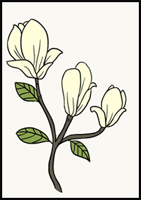 How to Draw Magnolia Flower