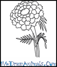 How to Draw a Marigold Flower in 4 Easy Steps