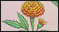 How to Draw Marigold Step by Step (Very Easy)