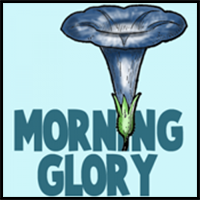 How to Draw Morning Glory Flower Step by Step Drawing Tutorial 