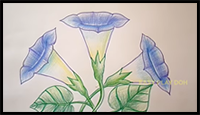 How to Draw a Morning Glory Flower