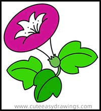 How to Draw a Morning Glory Easy Step by Step for Kids