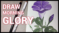 How to Draw a Morning Glory