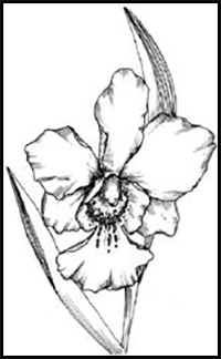 How to Draw Orchids in 5 Steps