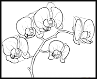 How to Draw an Orchid