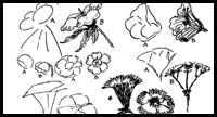 Drawing Flowers & Plants & Weeds