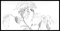 Learn how to Draw Flowers & Leaves with the Following Lesson 