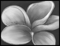How to Draw a Frangipani, Plumeria Flower