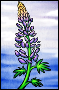How to Draw a Lupine Flower