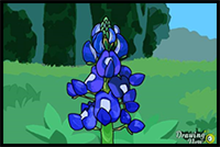 How to Draw a Bluebonnet