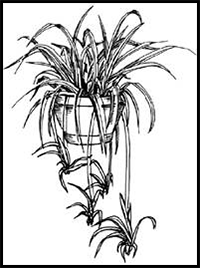 How to Draw Spider Plants in 5 Steps