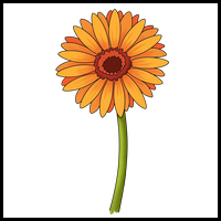 How to Draw a Gerbera