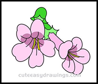 How to Draw Rehmannia Glutinosa Flowers Step by Step for Kids