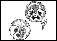 How to Draw Pansies with Step by Step Pansy Drawing Tutorial