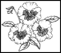 How to Draw a Pansy in 5 Steps