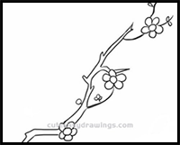 How to Draw Plum Blossoms Step by Step for Beginners