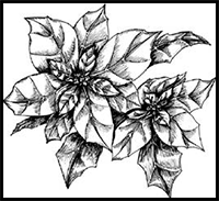 How to Draw Poinsettias in 5 Steps