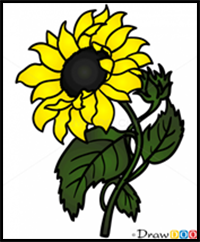 How to Draw Sunflower, Flowers