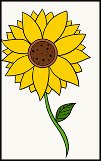 How to Draw a Sunflower: Really Easy Drawing Tutorial