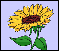 How to Draw Sunflowers