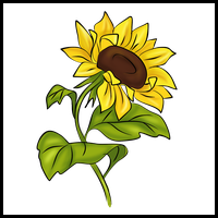 How to Draw Sunflower