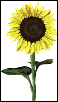 How to draw a sunflower, step by step