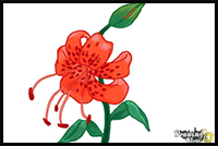 How to Draw a Tiger Lily
