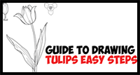 How to Draw Tulips – Easy Guide to Drawing Tulips from Side, From Above and as Young Buds