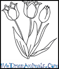 How to Draw a Tulip Flower in 4 Easy Steps