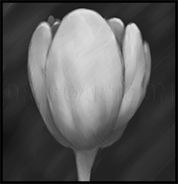 How to Draw a Tulip Flower, Tulips