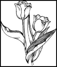 How to Draw Tulips in 5 Steps