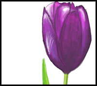 How to Draw a Tulip Flower
