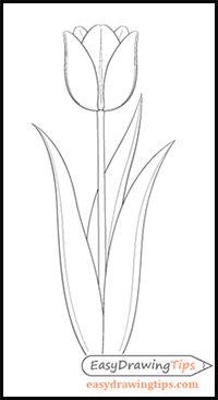 Tulip drawing