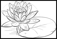 How to Draw a Water Lily and Pad