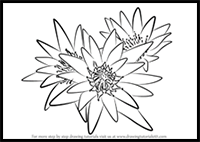 How to Draw Water Lily Plant