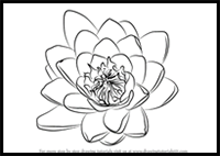 How to Draw Water Lily Flower