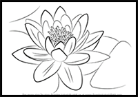 How to Draw a Water Lily