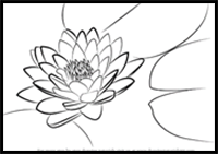 How to Draw Lily Pad