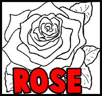 How to Draw Roses Opening in Full Bloom Step by Step Drawing Tutorial