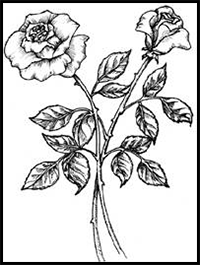 How to Draw Roses in 5 Steps