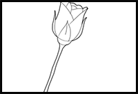 How to Draw Long Stem Roses Drawing Tutorial for Valentines Day