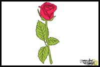 How to Draw a Rose Step by Step for Beginners