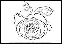 How to Draw a Cherry Red Rose