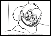 How to Draw a Rose Closeup