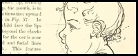Drawing Childrens' Faces : Side Profile View