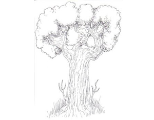Drawing Trees: How To Draw A Tree