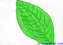 How to Draw a Cartoon Leaf